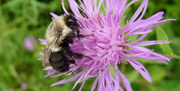 Common_Knapweed (1)