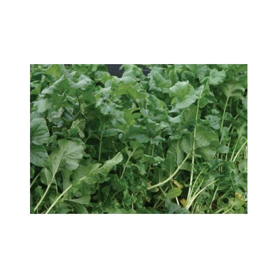 Astera Kale Seed Untreated (2kg pack)